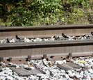 Rail
